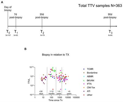 Dynamics of torque teno virus load in kidney transplant recipients with indication biopsy and therapeutic modifications of immunosuppression